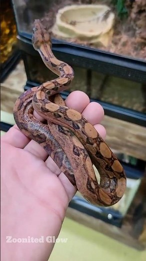 Small To Giant Animal Transformation