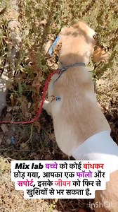 Please help us by contributing 10,000 for Labbo, do follow and Share the post if you can’t donate. Donation : 8090226441 or 6388979130 She is suffering with Tick fever and deep wounds on her stomach area. Please do help so that we can rescue more and more. | Aasra - ''The helping hands''