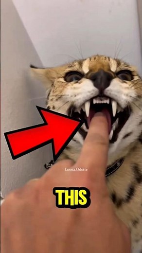 3 Most Expensive Cat Breeds in the World