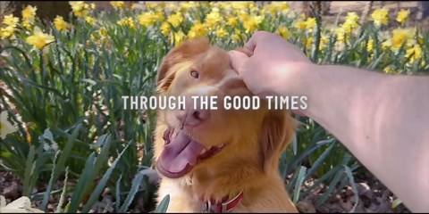 Good Boy Review: A Dog Becomes The Protagonist In This Weirdly Comforting Haunted House Horror Movie