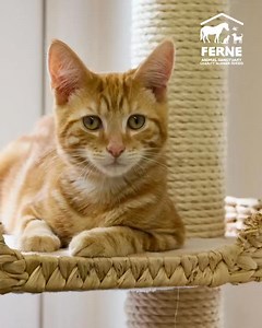 Happy World Animal Day from Ferne Animal Sanctuary! 🐾🌍 Today we join pet owners and animal lovers across the globe in celebrating animals everywhere and promoting their welfare. From those who will live out their days with us to those just passing through, every animal at Ferne has a story – and every story matters. Here, tails wag, hooves trot, and wings flap in a place filled with love, care, and second chances. On this special day, we’re celebrating all our residents – the rescued, the resc