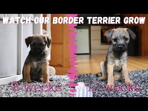 Tea (BORDER TERRIER PUPPY) Growing up - from 8 weeks to 12 weeks 🐾