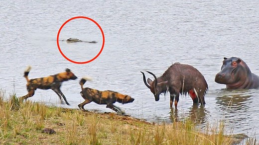 1.8M views · 10K reactions | This poor nyala is stuck between a rock and a hard place. Either it faces a pack of wild dogs on land or retreats to the water where hippos and crocodiles lurk beneath the surface! | Latest Sightings - Kruger | Facebook