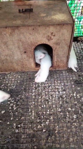 ferret pups avaliable grab now .call 7853040837