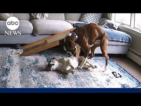 Boxer helps save french bulldog who was having a seizure