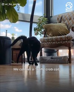 1.7K views · 51 reactions | This cat's crab walk might not mean what you think it does...   | Pets Life | Facebook