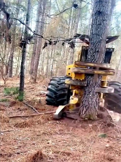 The machine cuts trees in just 1 cut #machine #trees | Technology unique