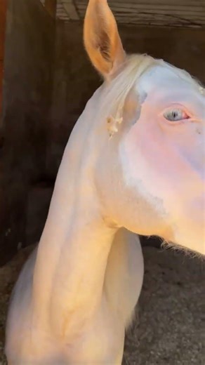 Kaká Diniz adora seus cavalos 🥰 #kakadiniz #simonemendes #shorts #short #shortvideo #shortvideos