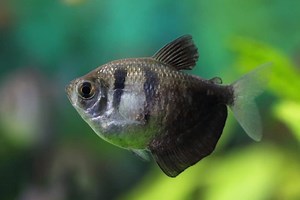 Black Skirt Tetra (Gymnocorymbus ternetzi): Care Guide - Fish Laboratory