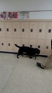 Jefferson County Sheriff's Office Deputy Anthony Burkard and his K-9 partner, Maro, a Dutch shepherd, perform a narcotics detection drill as part of the pair's annual certification testing performed by the North American Police Work Dog Association (NAPWDA). The testing is taking place today and Saturday at Festus High School and the Festus Crystal City Conservation Club. | Leader Publications