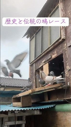 歴史と伝統の鳩レース