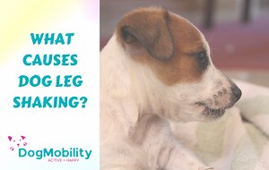 What Causes Dog Leg Shaking? [When Should I Be Worried?]