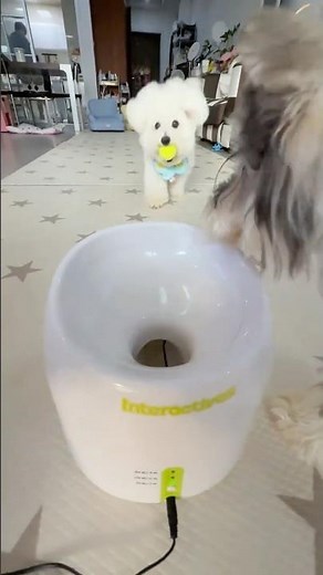 Automatic Ball Launcher#dogfetch #dogexercise #petgadget #interactiveplay #pettoys #petsupplies