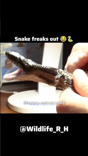 Man Rushes to Save Snake Stuck in Glue Trap – AMAZING! 🐍❤️ #rescue