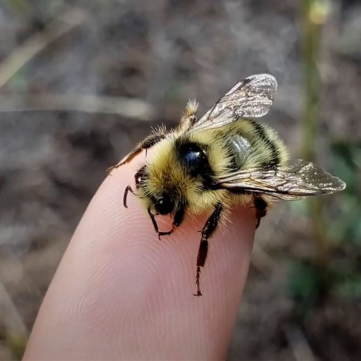 1.7M views · 4.3K shares | This couple rescues millions of bees from people's homes and takes them to bee paradise  | The Dodo | Facebook