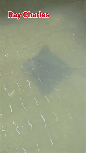 Joseph Green on Reels