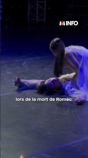 A cat makes an appearance in the middle of "Romeo and Juliet"