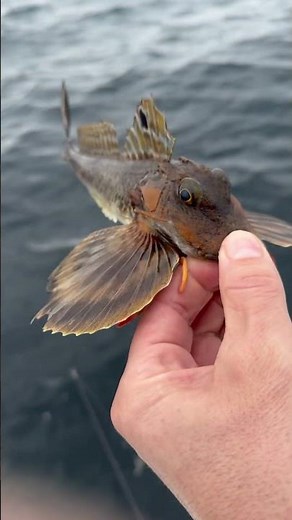 Northern Sea Robin Fish With Legs