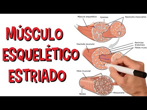 Sistema Muscular - Músculo Estriado Esquelético