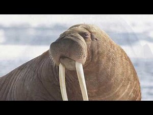 Elephant seal vs Walrus!