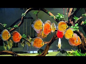 Beautiful Wild Discus Tank - The Best Discus Aquascape For Home Aquarium