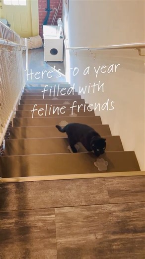 Cat Cafes Around the World | A Must Visit Experience for Cat Lovers