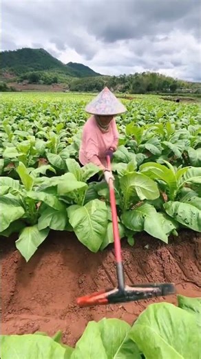 Amazing Farming hoe for Agriculture farm tools #satisfying #shorts