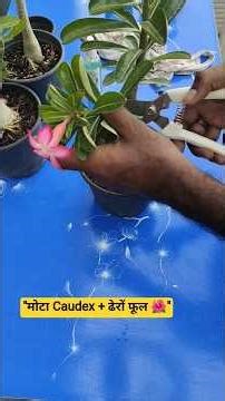 "How to Do Hard Pruning in Adenium 🌱 | Thick Caudex + Lots of Flowers 🌸"