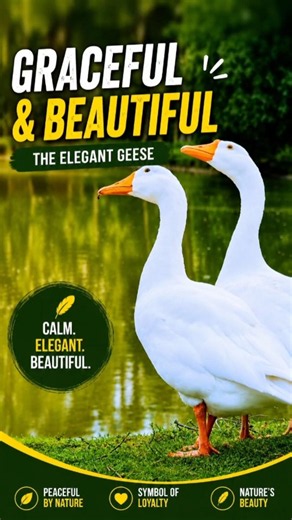 Graceful Geese by the Lake 🦢 | Nature's Calm Beauty