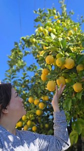 Our abundant lemon tree here in California 🍋 | Miss J