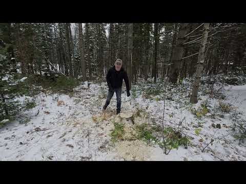 How I Safely Cut Down A Tree Around Buildings - Part 2