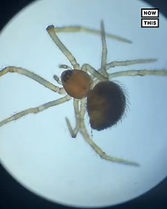 841K views · 1.5K reactions | This college student’s videos are under the microscope… literally. Check out ‘micro-world’ TikTok 裂 | NowThis | Facebook