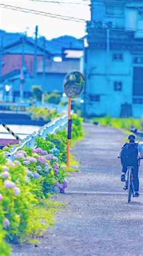 弘岡井筋に咲く紫陽花。#あじさい街道 #高知市春野町 #弘岡井筋 #高知の紫陽花