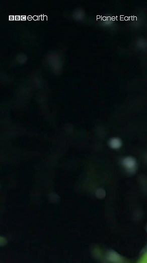 These frogs ‘fly’ 🐸 Well, glide. Gliding leaf frogs leap from the treetops spreading their feet out to help them glide and slow their descent, much like parachutes. | BBC Earth