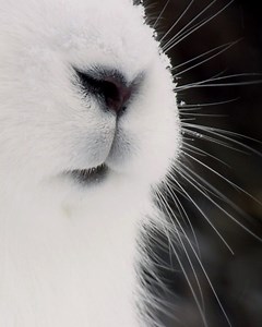 When in front of snowdrifts, the Arctic hare is a master of camouflage. Occasionally however, they would run in front of small willow bushes making them stick out. They are one of the Arctic’s fastest animals clocking 37mph at top speed. To see them in action check out my new online series for National Geographic, ‘Wild_Life: The Big Freeze’ at natgeo.com/wildlife #hare #arctic #cold #snow #cute | Bertie Gregory