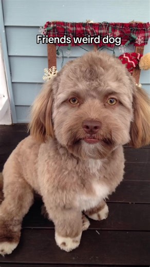 Human looking dog | dog face