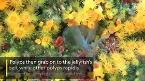 When your mouth is tiny, teamwork can help to take down enormous prey. | National Geographic