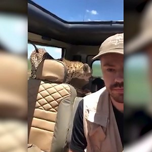 23K views · 148 reactions | HERE, KITTY: This curious cheetah was one of three brothers a safari group was observing in Tanzania. Despite the guests' fear, their guide said they were never really in danger. https://nbc4i.co/2IgpR11 | NBC4 | Facebook