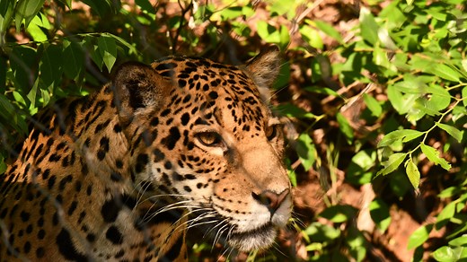Have you seen Oklahoma City Zoo's new jaguar?