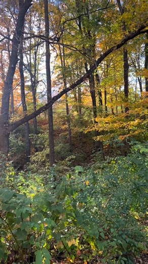 Fall builds hit different.  Some of our favorite shots from the season. . . . #FallBuilds #BuildBetter #CustomHome #LouisvilleBuilder #OldhamCountyBuilder #ConstructionLife #Builder #CustomBuilder #HomeConstruction #SeasonalViews #SABuilds | Stephen Alan Builders | Facebook