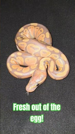 Fresh out of the egg! #hatchling #ballpython #baby #babyshorts #viral #shorts #shortvideos #breeding