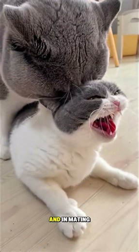 Why Your Cat Pees Outside the Litter Box 😱?