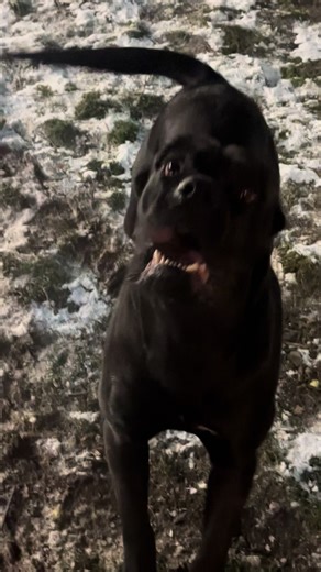 #kanecorso #bigdog #canecorso #🇧🇬