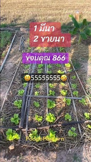 ขอบคุณเด้อ 866‼️ 2 ขายนา แท้ๆ #ตลกฮาฮา #แคปชั่น #พอได้หัว #ตลก #คนไทยเป็นคนตลก55555