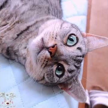 猫たちをVlog用カメラで撮影してみた #マンチカン #ジェネッタ #ZV-1II