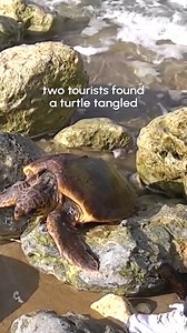 13K views · 270 reactions | These heroes are turtle-y awesome! 隸‍♂️ #Turtle #Rescue #AnimalRescue | Fur Family | Facebook
