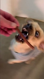 Fresh bag of snacks for Peabody yummy