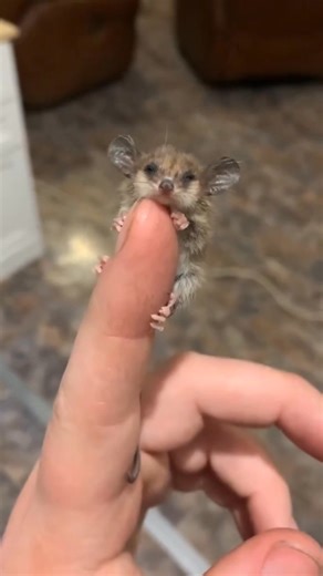 🌿✨ A Baby Pygmy Possum the Size of Your Fingertip ✨🌿Meet one of the smallest mammals in Australia — the pygmy possum (Cercartetus lepidus). This tiny one just woke up from a nap and is so small it can comfortably rest on the tip of a finger. Even at this size, they’re surprisingly capable: these mini marsupials can leap between twigs and help pollinate flowers as they forage for nectar. And in colder seasons, they can enter short periods of torpor, slowing their heartbeat to save energy — a bu