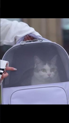 This Expandable Cat Backpack Is a Game Changer for Pet Travel! 🐾✨