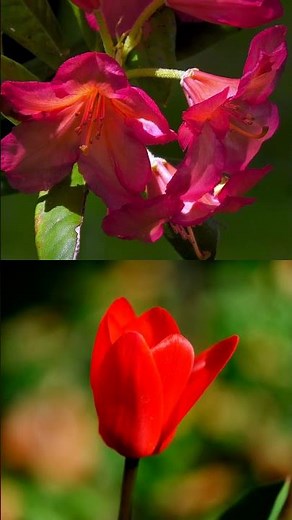 Did you know the Whispering Rose can bloom in secret gard...